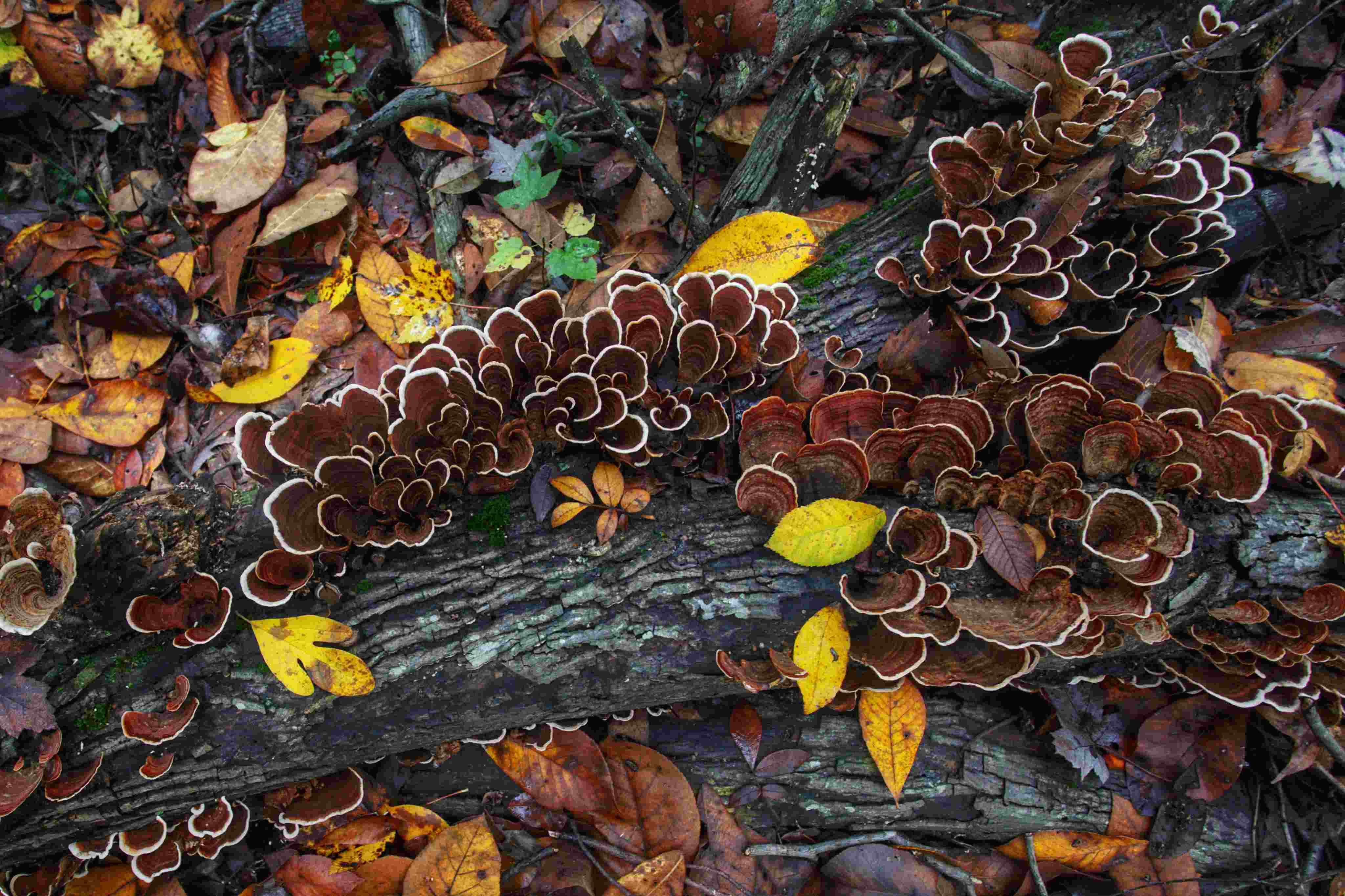 Duane-Loveland_Brecks-Mil-on-Brandywine